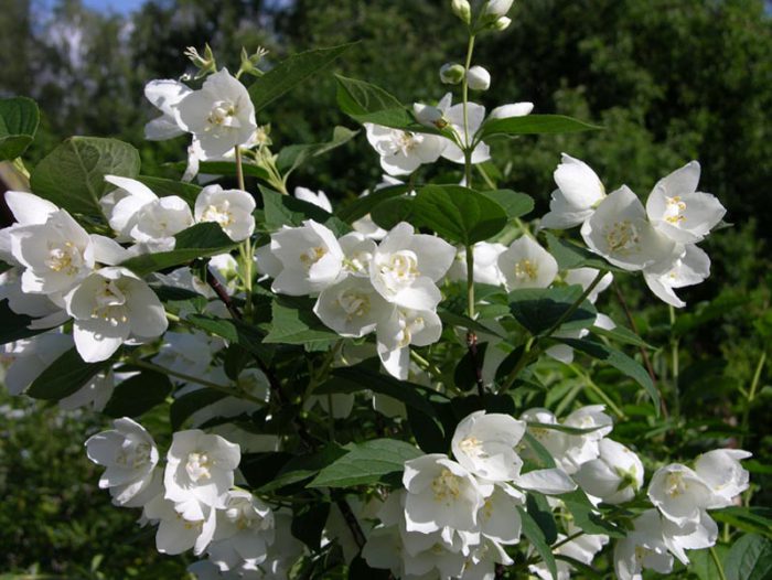 7 Best Herb Tea in Your Garden
