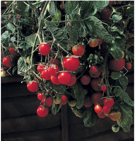10 Important Things To Do In Garden In April | Planting Guide