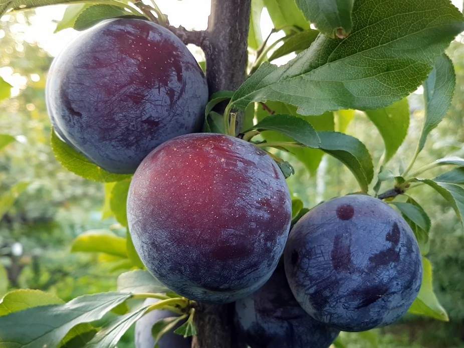 13 Best Fruit Plants to Grow in Your Garden