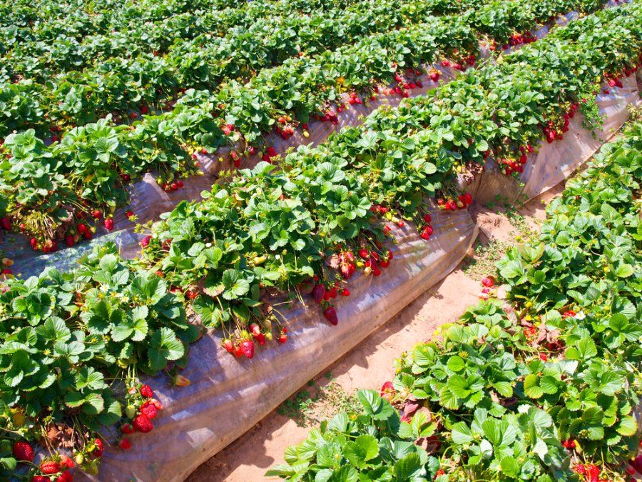 13 Best Fruit Plants to Grow in Your Garden