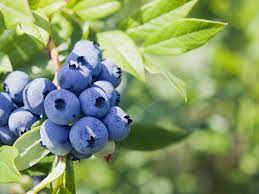 13 Best Fruit Plants to Grow in Your Garden