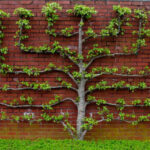 Fruit Tree Pruning Forms