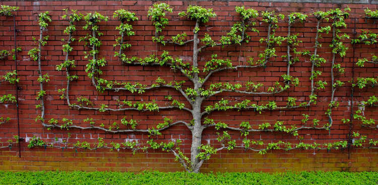 Fruit Tree Pruning Forms