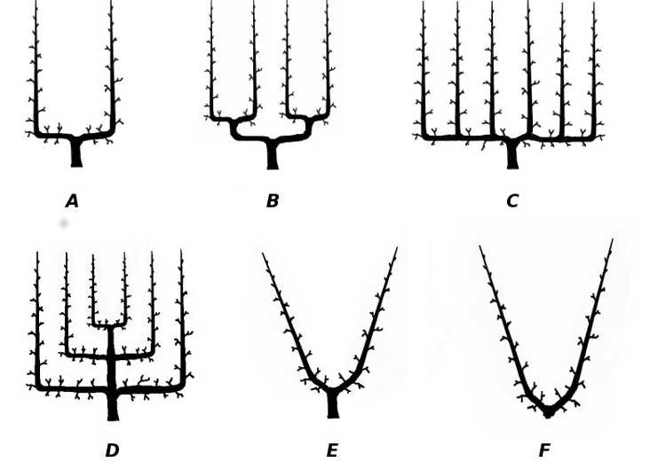 Fruit Tree Pruning Forms