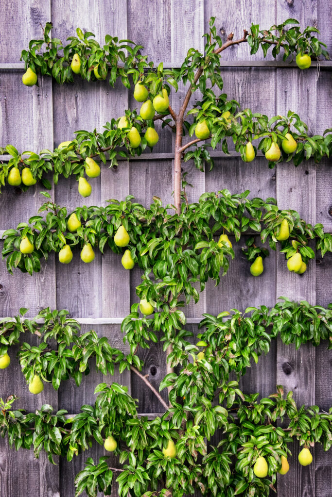 Fruit Tree Pruning Forms