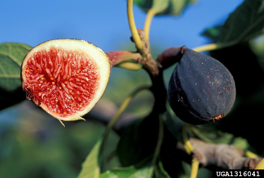 13 Best Fruit Plants to Grow in Your Garden