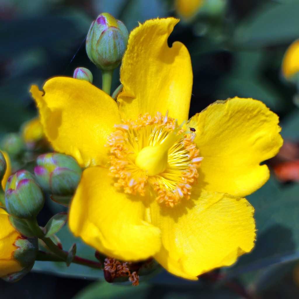 7 Best Herb Tea in Your Garden
