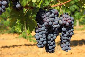 13 Best Fruit Plants to Grow in Your Garden