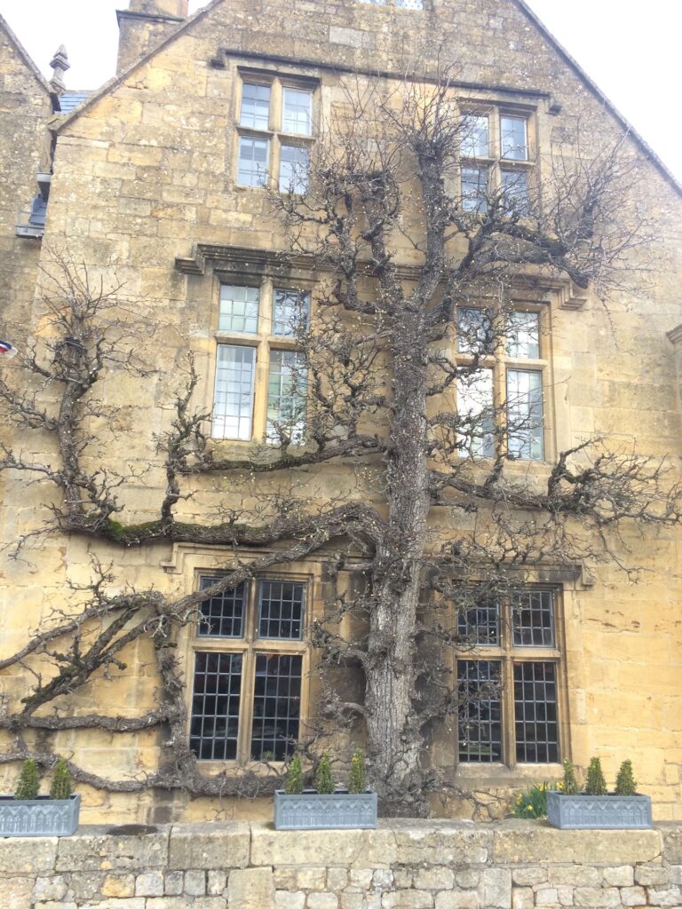 Fruit Tree Pruning Forms