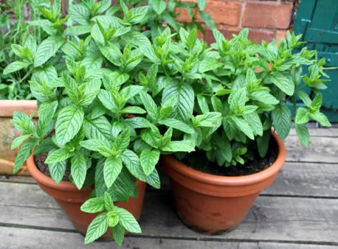 7 Best Herb Tea in Your Garden