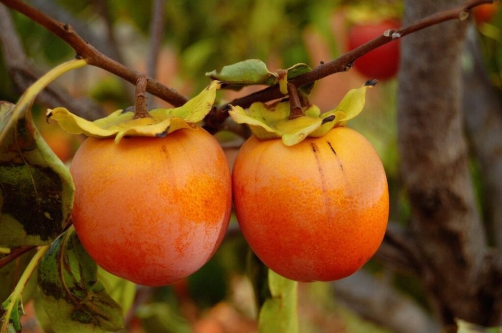 13 Best Fruit Plants to Grow in Your Garden