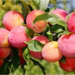 13 Best Fruit Plants to Grow in Your Garden