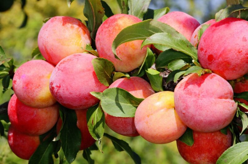 13 Best Fruit Plants to Grow in Your Garden