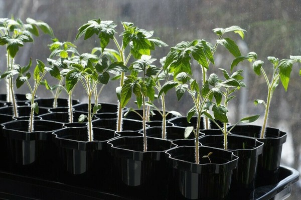 10 Important Things To Do In Garden In April | Planting Guide