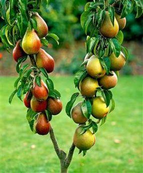 13 Best Fruit Plants to Grow in Your Garden