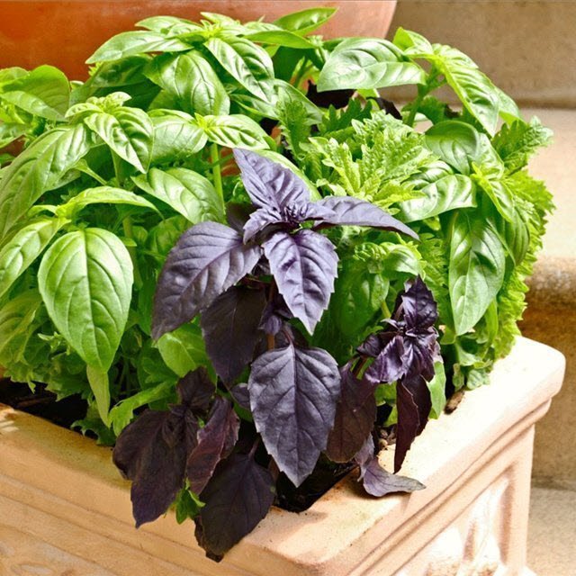 10 Important Things To Do In Garden In April | Planting Guide