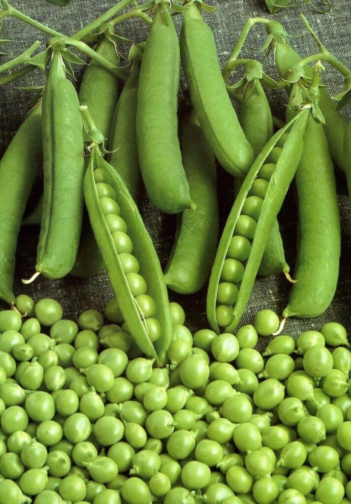 How to Grow Pea Plants