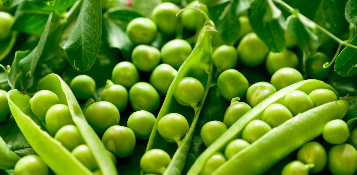 How to Grow Pea Plants