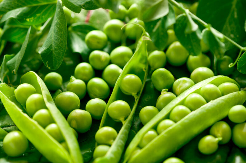 How to Grow Pea Plants