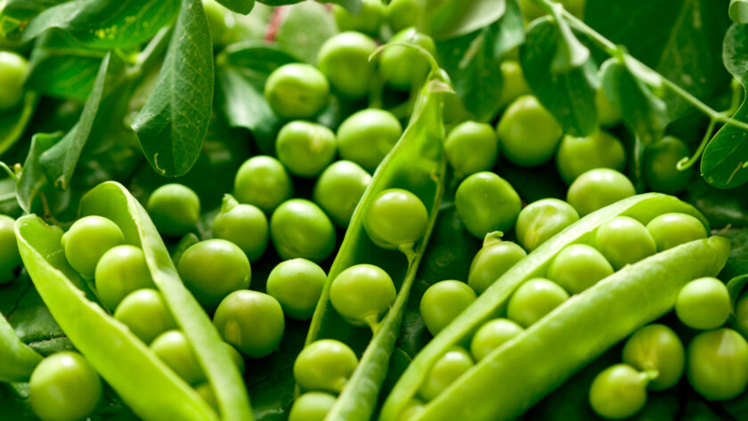 How to Grow Pea Plants How to Grow Pea Plants