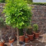 10 Gabion ideas in the garden