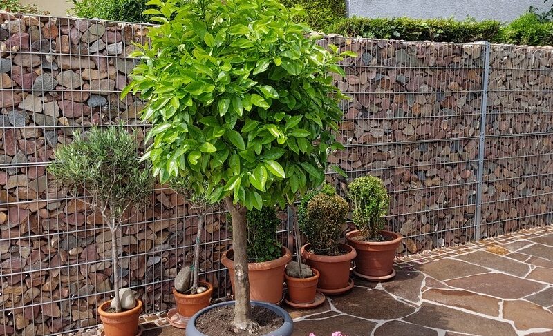 10 Gabion ideas in the garden