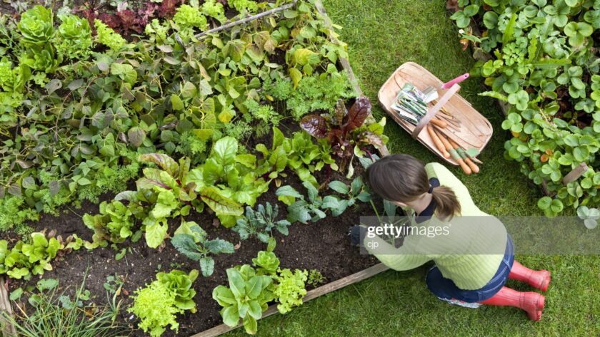 15 Raised Bed Garden Design Ideas