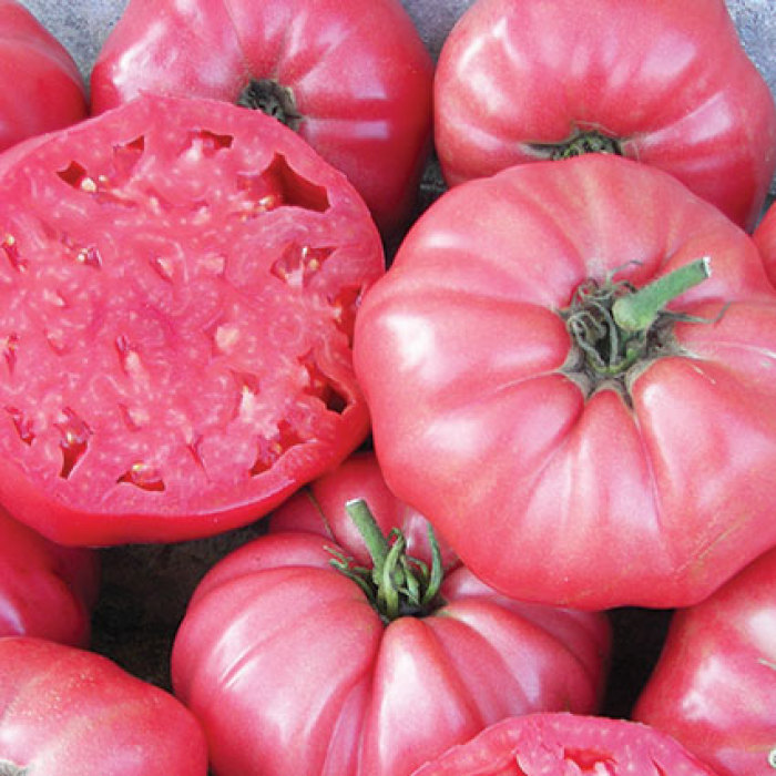 20+ of the Best Tomato Varieties