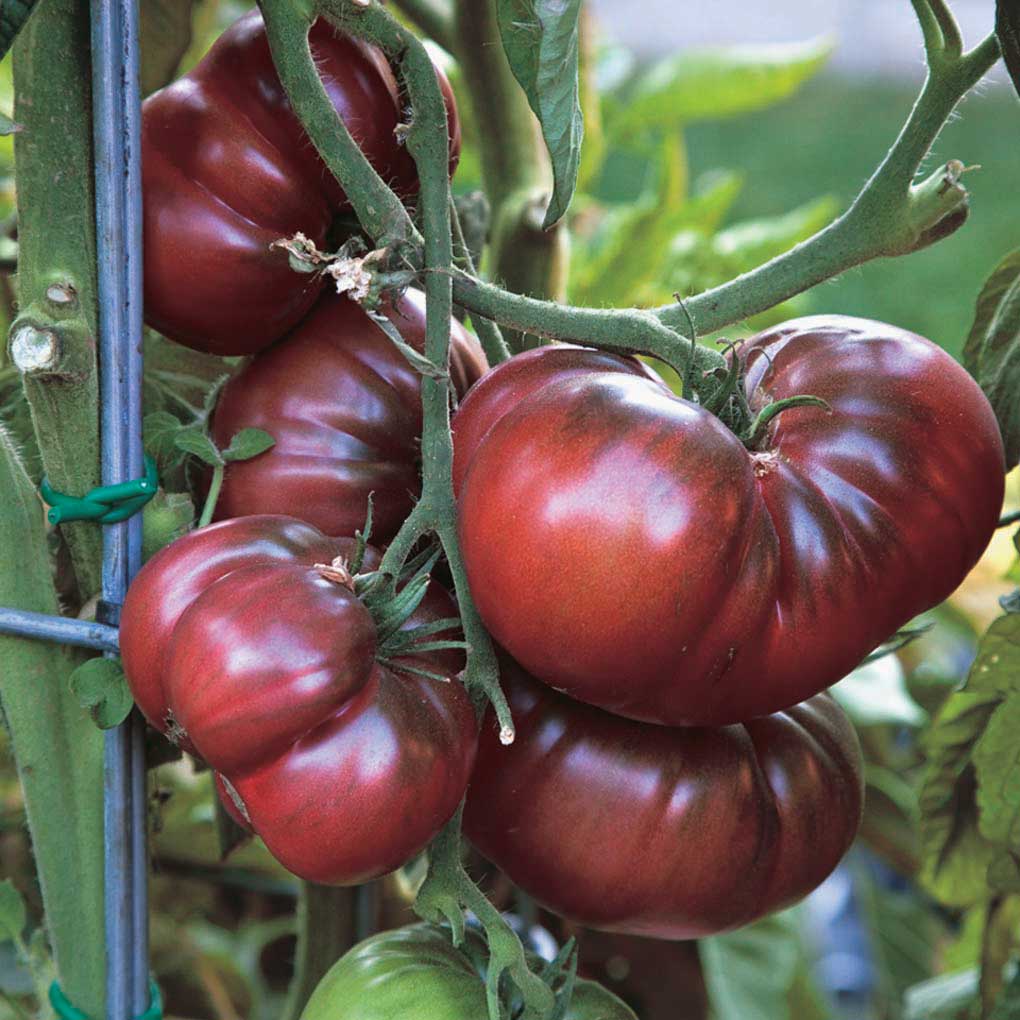 20+ of the Best Tomato Varieties