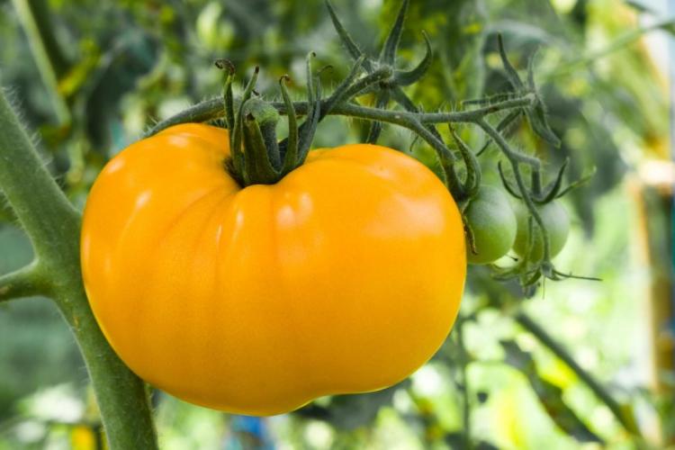 20+ of the Best Tomato Varieties
