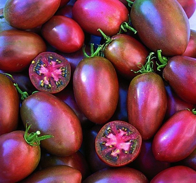 20+ of the Best Tomato Varieties