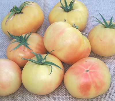 20+ of the Best Tomato Varieties
