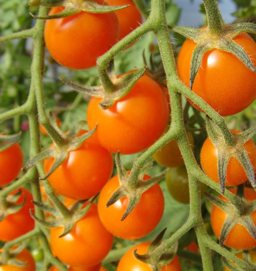 20+ of the Best Tomato Varieties