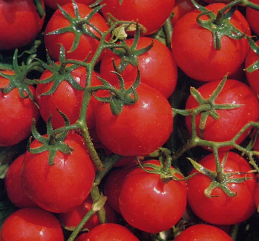 20+ of the Best Tomato Varieties