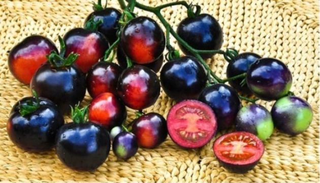 20+ of the Best Tomato Varieties
