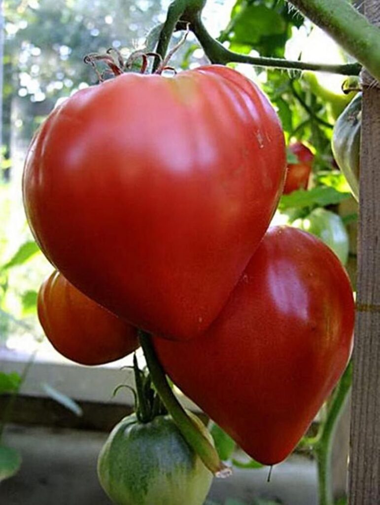 20+ of the Best Tomato Varieties