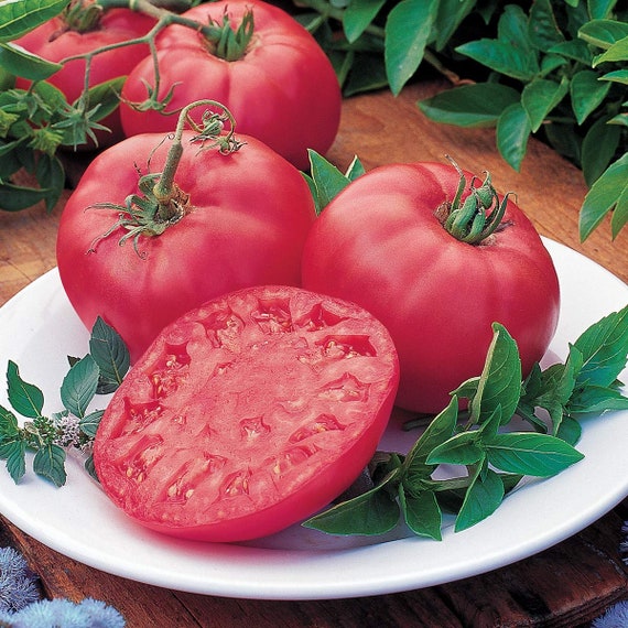 20+ of the Best Tomato Varieties