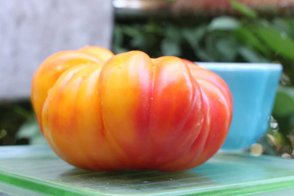 20+ of the Best Tomato Varieties