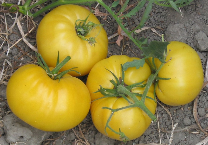 20+ of the Best Tomato Varieties