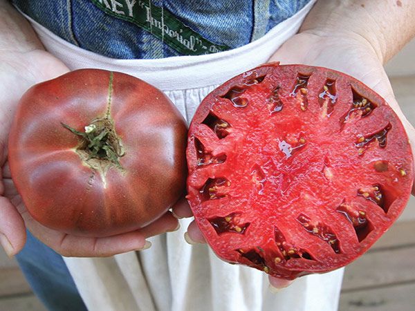 20+ of the Best Tomato Varieties