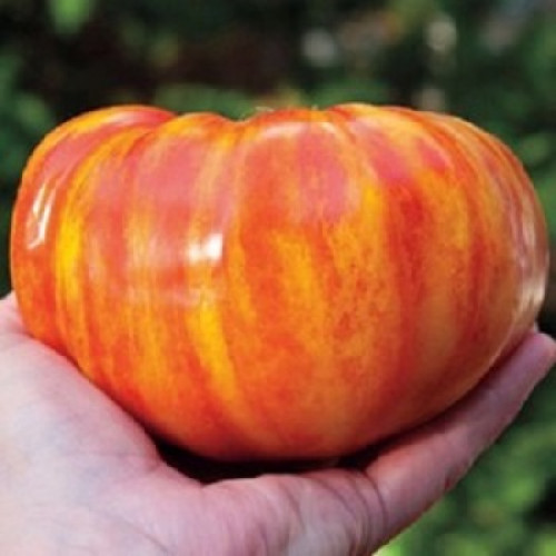 20+ of the Best Tomato Varieties
