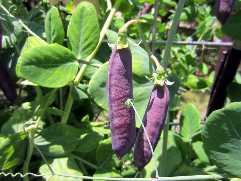 18 Purple Vegetables You Need to Grow