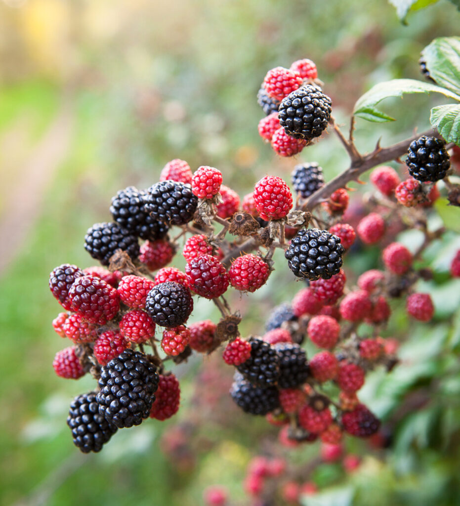 18 Purple Vegetables You Need to Grow