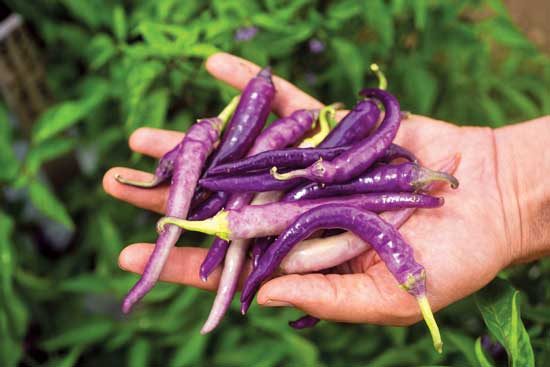 18 Purple Vegetables You Need to Grow