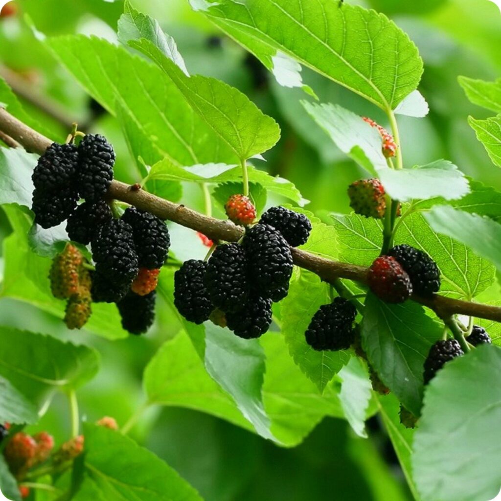 18 Purple Vegetables You Need to Grow