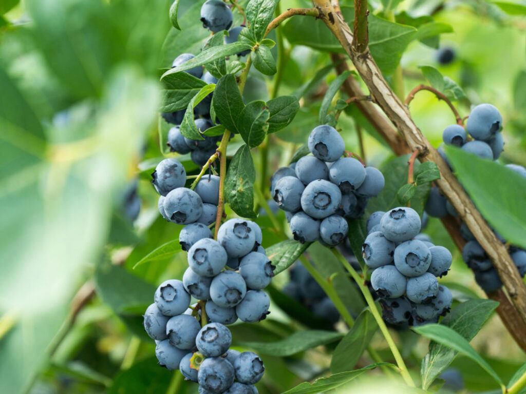 18 Purple Vegetables You Need to Grow