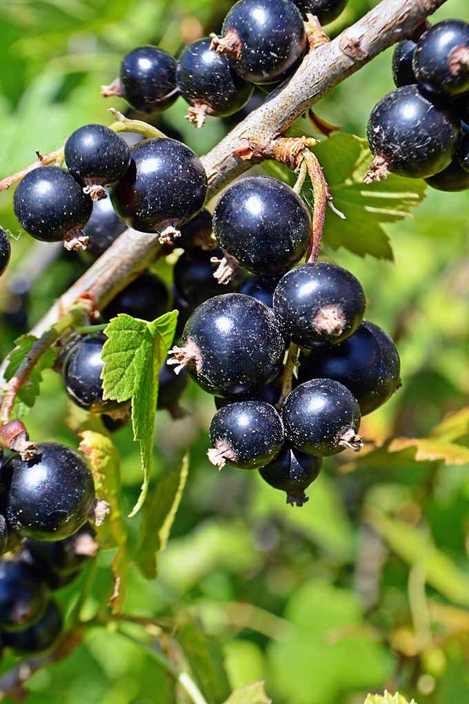 18 Purple Vegetables You Need to Grow