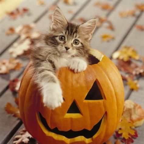 20+ DIY Halloween decorating ideas in 2021 (Cheap Hacks)