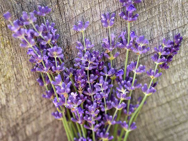 18 Purple Vegetables You Need to Grow