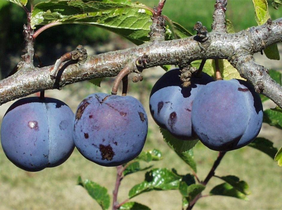 18 Purple Vegetables You Need to Grow